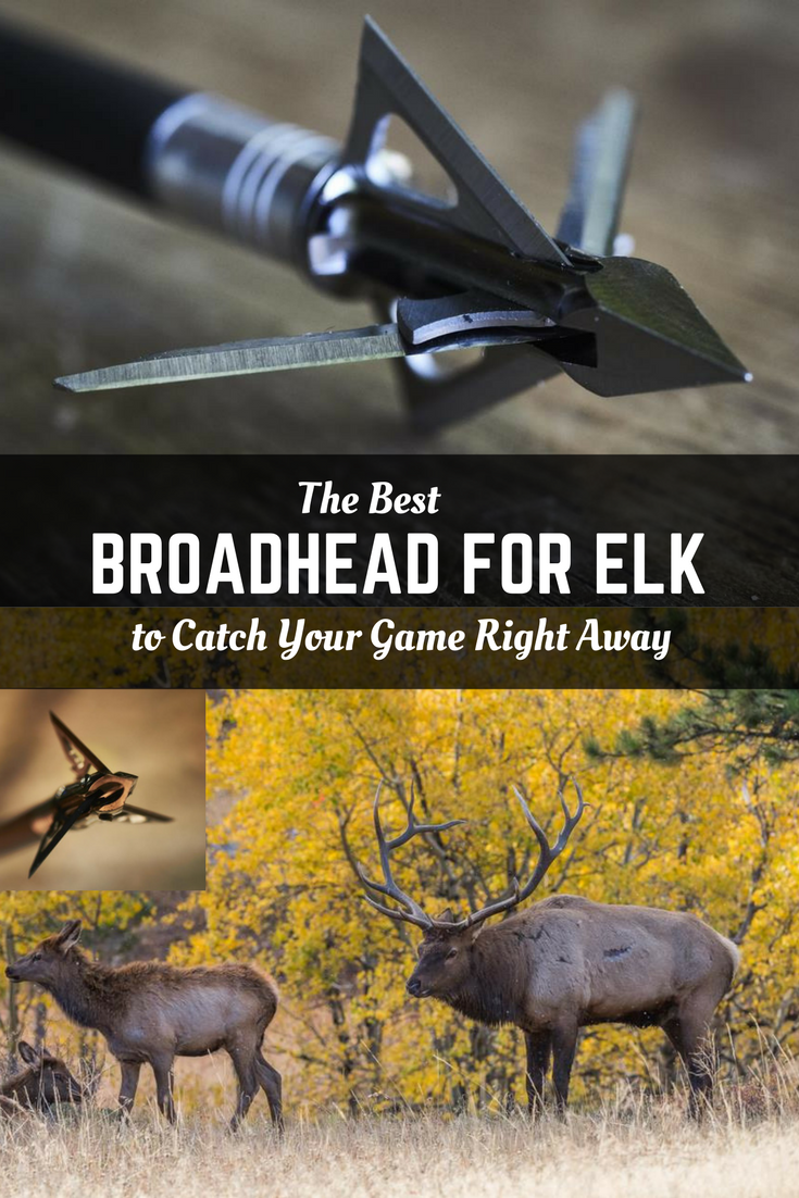7 Best Broadheads For Elk in 2021 [Top Reviews]