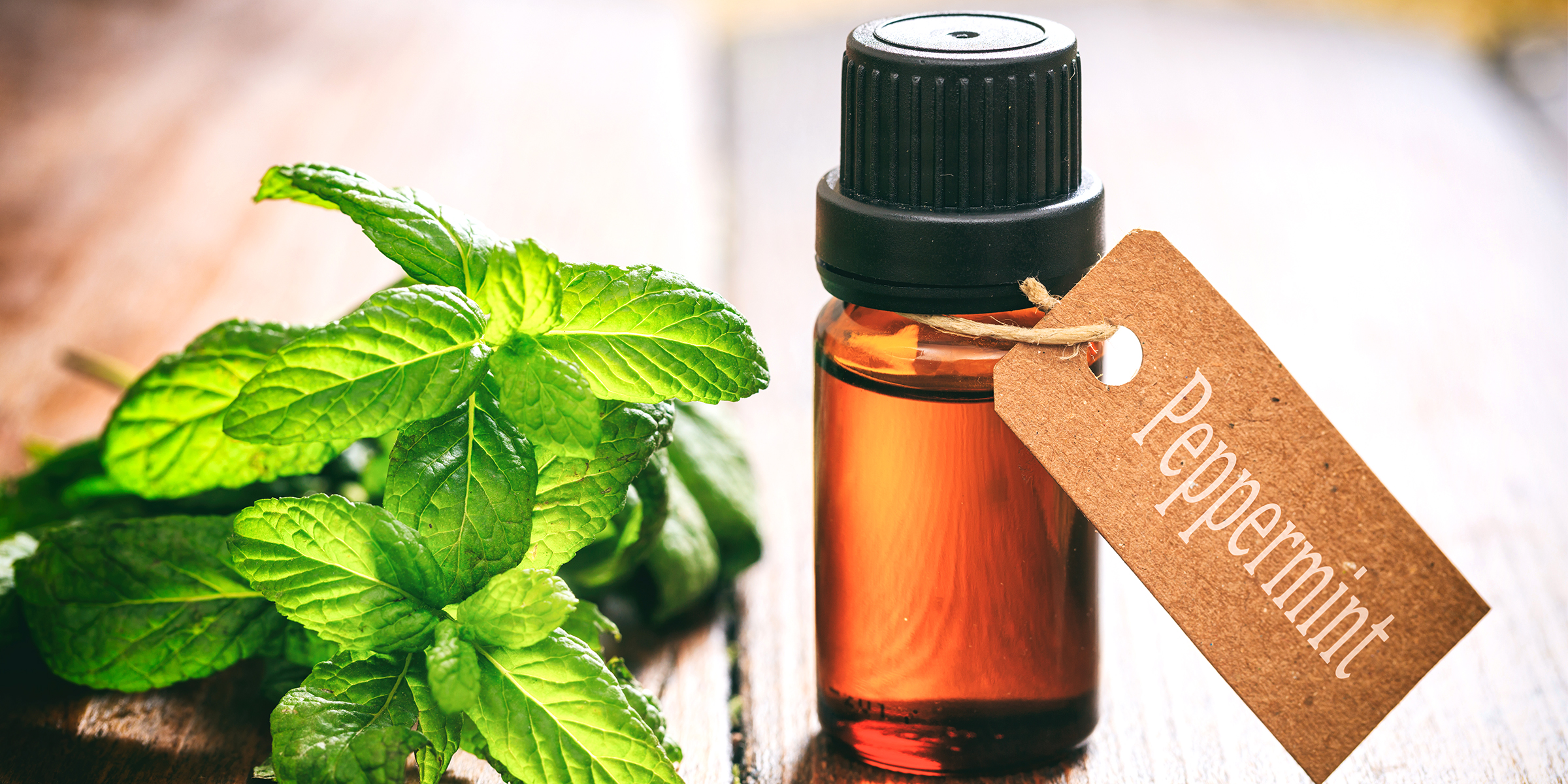 Where to Buy Peppermint Oil – Uses and Benefits of Peppermint Oil