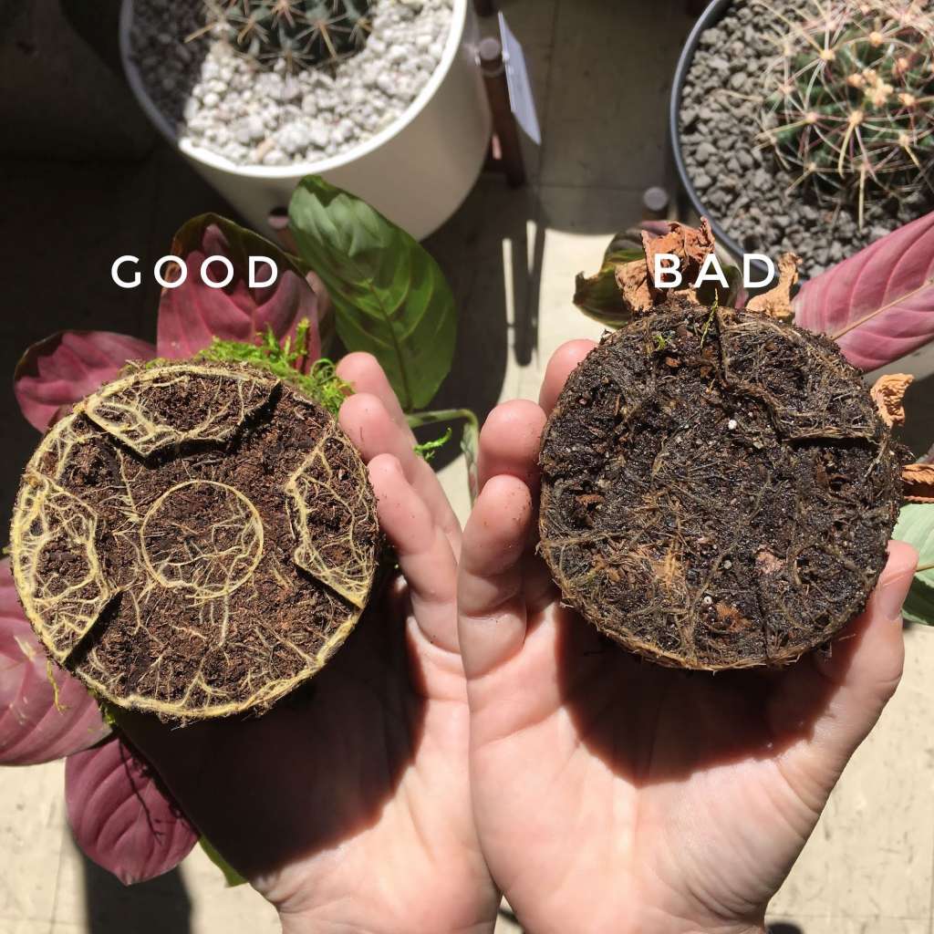 Root Rot Without Repotting